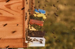 Bienen im Anflug auf den Bau