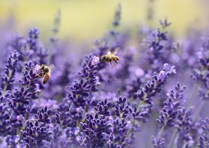Two bees collecting pollen on Lavender